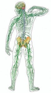 nervous system