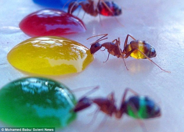 hormigas gelatina
