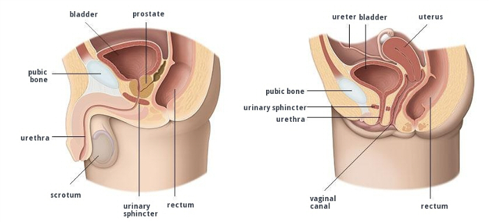 sistema urinario - Incontinencia Urinaria ¿la tienes?