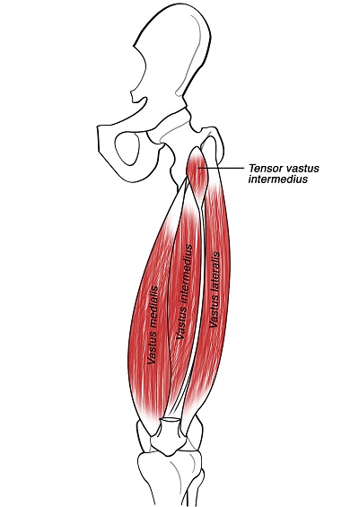 Tensor vastus intermedius muscle 002 - Descubre las novedades en el sistema musculoesquelético