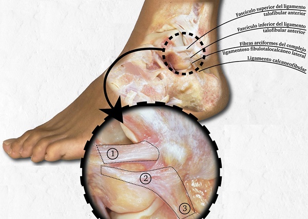 ligamento fibulotalocalcaneo 002 - Descubre las novedades en el sistema musculoesquelético