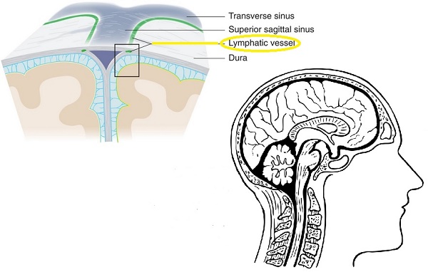 meninges circulation 002 - La anatomía se reescribe