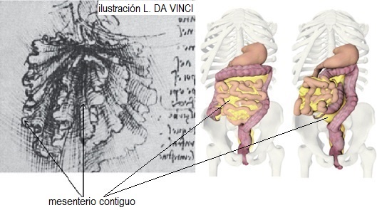 mesenterio final 002 - La anatomía se reescribe