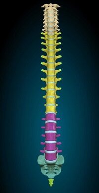 Columna vertebral vista frontal