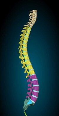 Columna vertebral vista lateral