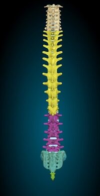 Columna vertebral vista posterior