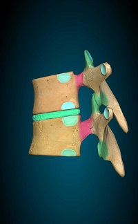 Vista lateral dos vértebras
