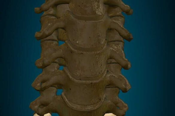Vista anterior vértebras cervicales