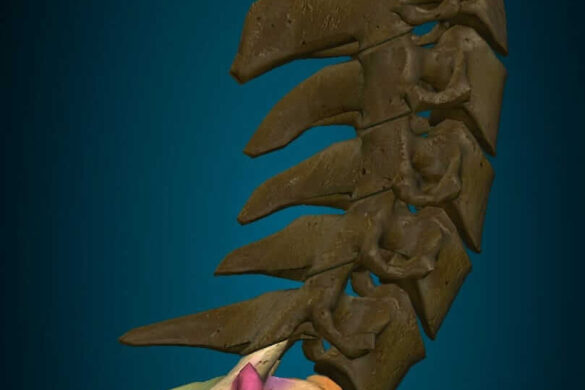 Vista lateral vértebras cervicales
