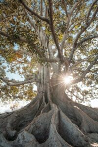 arbol raices 200x300 - El enraizamiento en mi práctica de Pilates